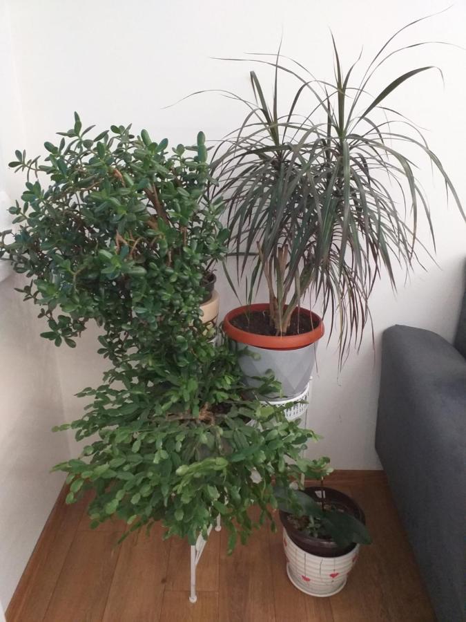 Trosoban Apartman Sarajevo, Ilidza Centar Dış mekan fotoğraf